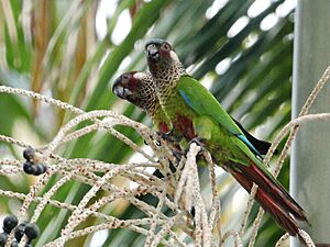 Pyrrhura picta - Painted parakeet; Presidente Figueiredo, Amazonas, Brazil.jpg