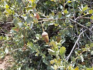 Quercus turbinella acorns. Common name Arizona shrub oak.