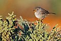 Redthroat 0A2A1692