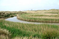 Reeds near the mouth of the Afon Cynffig - geograph.org.uk - 795956.jpg