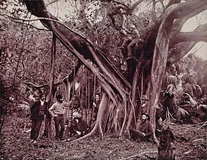 Rubber, or Banyan Tree, on Banana River, Florida