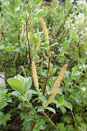 Salix pyrenaica kz03.jpg