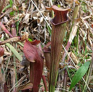 Sarracenia jonesii.jpg