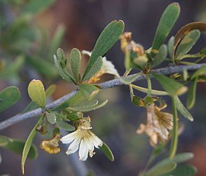 Scaevola spinescens flower.jpg