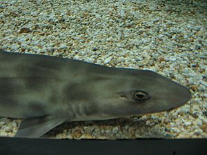 Shark melbourne aquarium