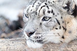 Snow Leopard (17047124806)