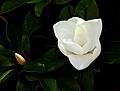 Southern magnolia -- Magnolia grandiflora with bud