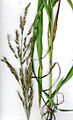 Starr 030612-8001 Sorghum halepense