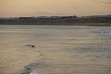 Surfer at Castlecliff Beach