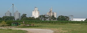 Metal and concrete grain bins and elevators; cornfield in foreground