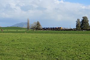 Te Awamutu dairy factory trip train climbing north to Ngaroto railway station site over the bank raised in 1928. Mt Kakepuku in background