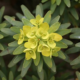 Teguise - Camino de Teguise al las Nieves - Euphorbia regis-jubae 04 ies