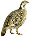 Tetraogallus caucasicus white background