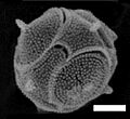 Tetraparma pelagica