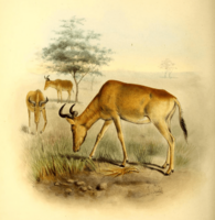 The book of antelopes (1894) Bubalis cokei