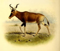 The book of antelopes (1894) Bubalis swaynei
