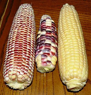 Three cultivars of sweet corn