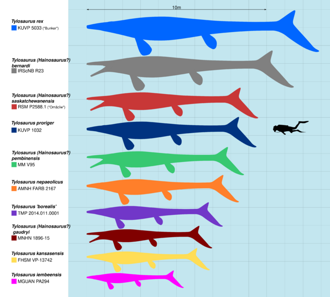 Tylosaurine species size