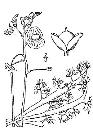 Utricularia inflata illustration.jpg