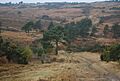 Vanguard Way across Ashdown Forest - geograph.org.uk - 1583718