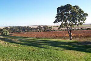 Vines near Naracoorte2