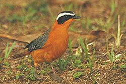 White browed robin chat1