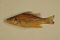 Yellow bass