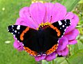 'Admiral - Vanessa atalanta' 01