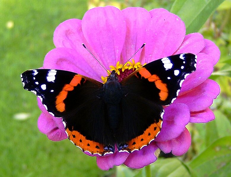 'Admiral - Vanessa atalanta' 01