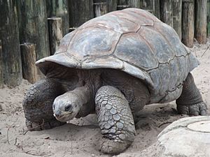 A. gigantea Aldabra Giant Tortoise