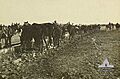 AWM H15216 12th Light Horse at Beersheba 1917