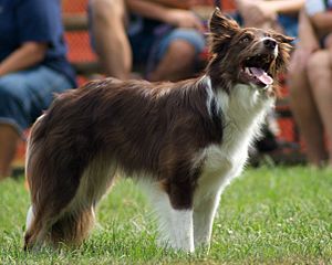 A Red Border Collie
