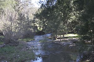 Abercrombie River 1