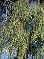 Acacia stenophylla PB200821