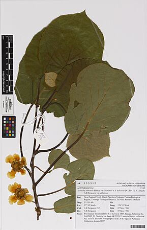 Actinidia chinensis A. deliciosa (A.Chev.) C.F.Liang and A.R.Ferguson var. deliciosa Planch. (AM AK355312)