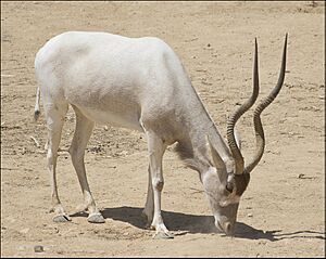 Addax-Jerusalem-Biblical-Zoo-IZE-481b