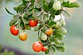African boxthorn fruit
