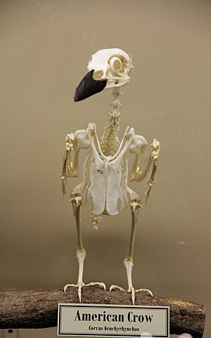 American Crow skeleton