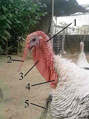 Anatomy of turkey head