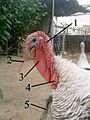 Anatomy of turkey head