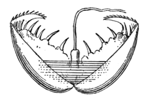 Anodonta cygnea glochidium