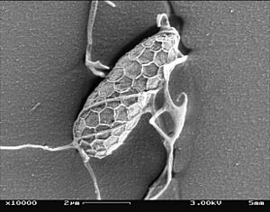 Aplanonet3
