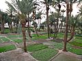 Aqaba Garden