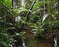 Archontopheonix-alexandrae-littoral-rainforest