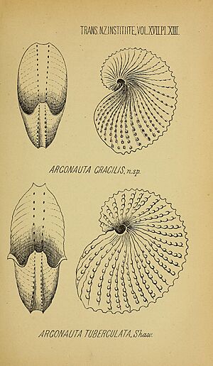 Argonauta gracilis and Argonauta tuberculata