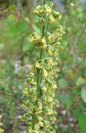 Artemisia michauxiana 2.jpg