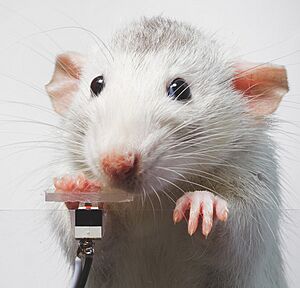 Augustin Lignier rat selfie 1 (cropped)