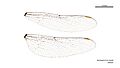 Austroaeschna ingrid female wings (34888862062)