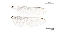 Austroaeschna ingrid female wings (34888862062)