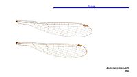 Austrocnemis maccullochi male wings (34664720342)